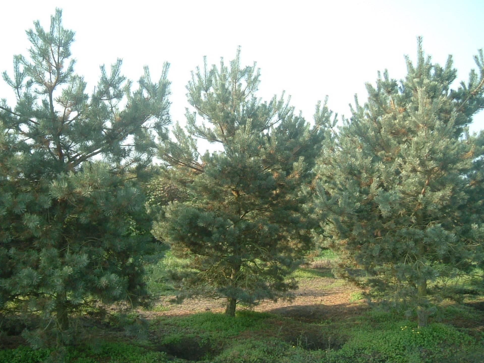Pinus sylvestris_11